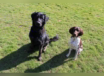 Rüde sucht liebevolles zu Hause