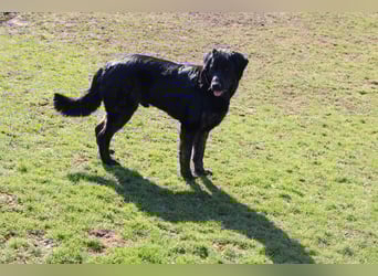 Rüde sucht liebevolles zu Hause