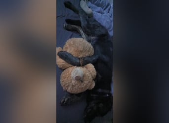 Henry sucht liebevolles zu Hause