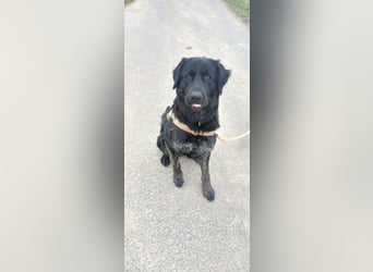 Henry sucht liebevolles zu Hause