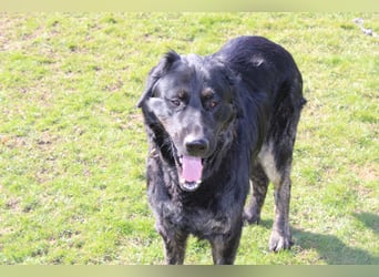 Rüde sucht liebevolles zu Hause