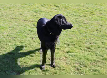 Rüde sucht liebevolles zu Hause