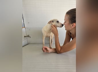 Marta: zartes Welpenmädchen