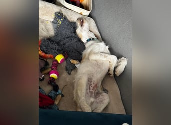 Noe: ein Traum mit Schlappohren