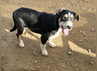 Birdie: unser kleiner Sonnenschein