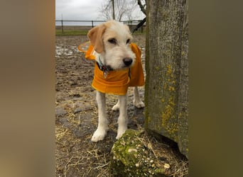 Noe: ein Traum mit Schlappohren