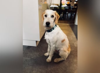 Noe: ein Traum mit Schlappohren