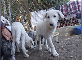 Cosmo:  unkomplizierter Charmeur