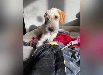 Noe: ein Traum mit Schlappohren