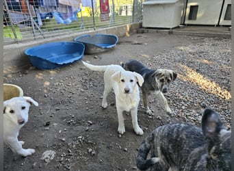 Cosmo:  unkomplizierter Charmeur