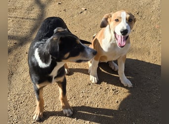 Billie: Hallo, hier bin ich!