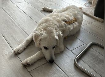 Greta: will spielen, kuscheln, die Welt entdecken