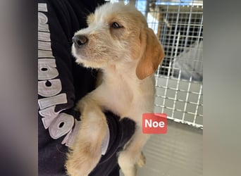 Noe: ein Traum mit Schlappohren