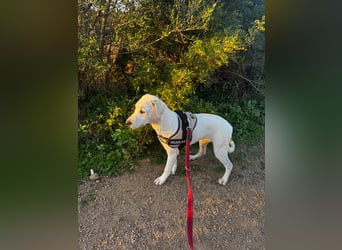 Bice: verschmuster Mini-Labbi-Mädchen Bice: verschmuster Mini-Labbi-Mädchen