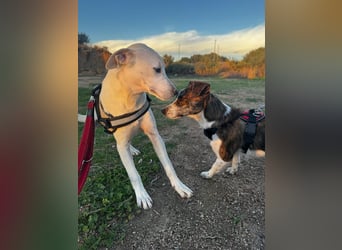 Bice: verschmuster Mini-Labbi-Mädchen Bice: verschmuster Mini-Labbi-Mädchen