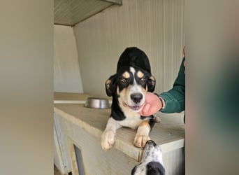 Birdie: unser kleiner Sonnenschein