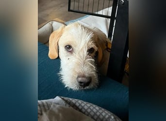 Noe: ein Traum mit Schlappohren