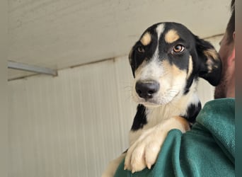 Birdie: unser kleiner Sonnenschein