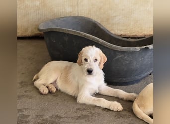 Noe: ein Traum mit Schlappohren