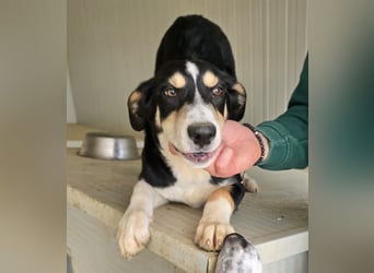 Birdie: unser kleiner Sonnenschein