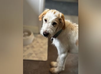 Noe: ein Traum mit Schlappohren