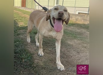 Leea ❤️– Hübscher Wirbelwind sucht Für-Immer-Zuhause.
