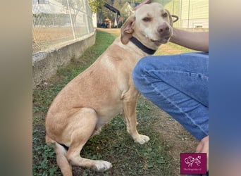 Leea ❤️– Hübscher Wirbelwind sucht Für-Immer-Zuhause.
