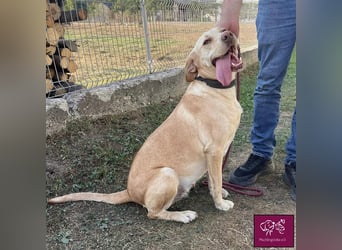 Leea ❤️– Hübscher Wirbelwind sucht Für-Immer-Zuhause.