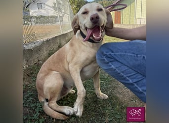Leea ❤️– Hübscher Wirbelwind sucht Für-Immer-Zuhause.
