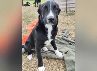 Dino - bezaubernder Hundebub