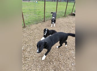 Dino - bezaubernder Hundebub