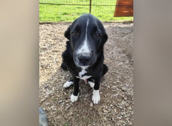 Dino - bezaubernder Hundebub