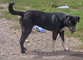 FENJA - auf der Suche nach einem Zuhause
