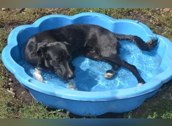 FENJA - auf der Suche nach einem Zuhause