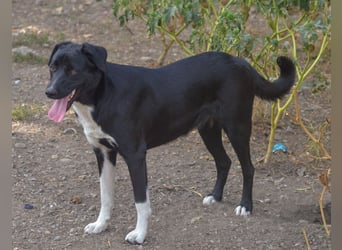 FENJA - auf der Suche nach einem Zuhause