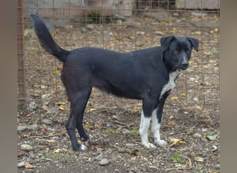 FENJA - auf der Suche nach einem Zuhause