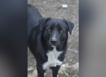 FENJA - auf der Suche nach einem Zuhause