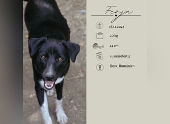 FENJA - auf der Suche nach einem Zuhause