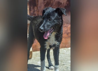 FENJA - auf der Suche nach einem Zuhause