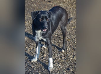 FENJA - auf der Suche nach einem Zuhause