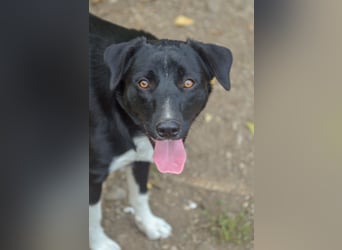 FENJA - auf der Suche nach einem Zuhause