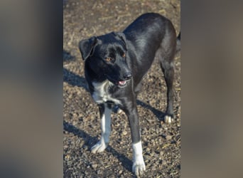 FENJA - auf der Suche nach einem Zuhause