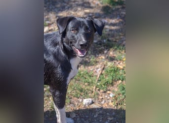 FENJA - auf der Suche nach einem Zuhause