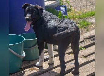 FENJA - auf der Suche nach einem Zuhause