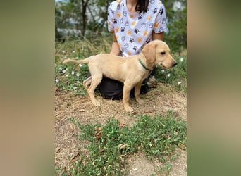 Süßer Labrador ähnl Hundejunge, 4Mon., superlieb