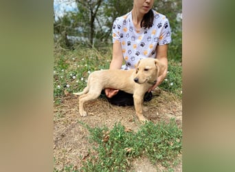 Süßer Labrador ähnl Hundejunge, 4Mon., superlieb