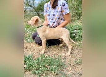 Süßer Labrador ähnl Hundejunge, 4Mon., superlieb