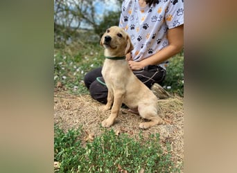 Süßer Labrador ähnl Hundejunge, 4Mon., superlieb