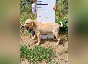 Süßer Labrador ähnl Hundejunge, 4Mon., superlieb