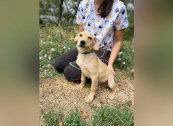 Süßer Labrador ähnl Hundejunge, 4Mon., superlieb